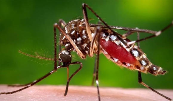 What You Need to Know about Zika Virus Disease