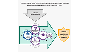 Infographic for P A C C A R B Report “Key Strategies to Enhance Infection Prevention and Antibiotic Stewardship: Report with Recommendations for Human and Animal Health.”