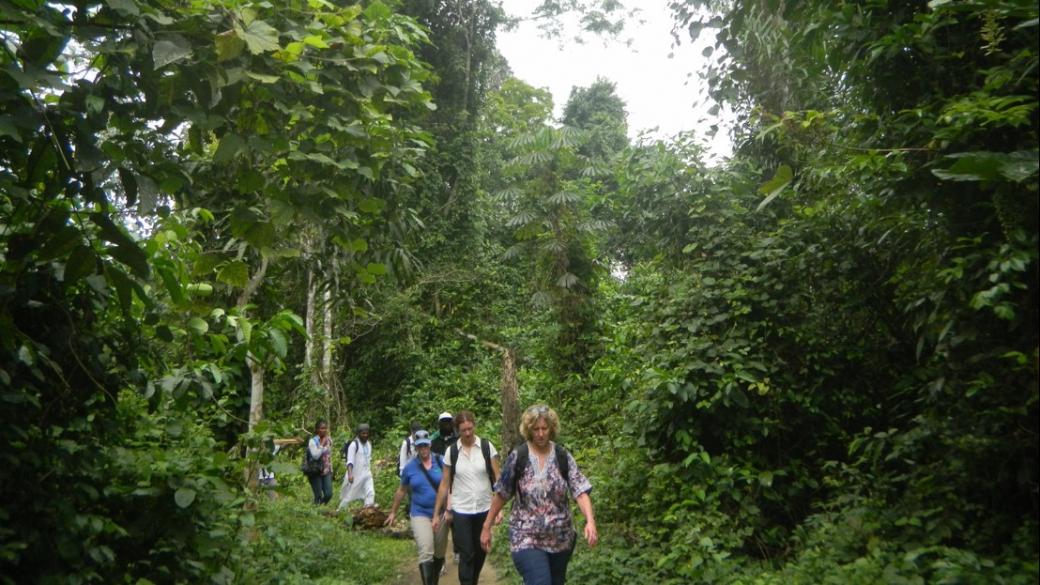 A line of people walk down a path in a jungle area