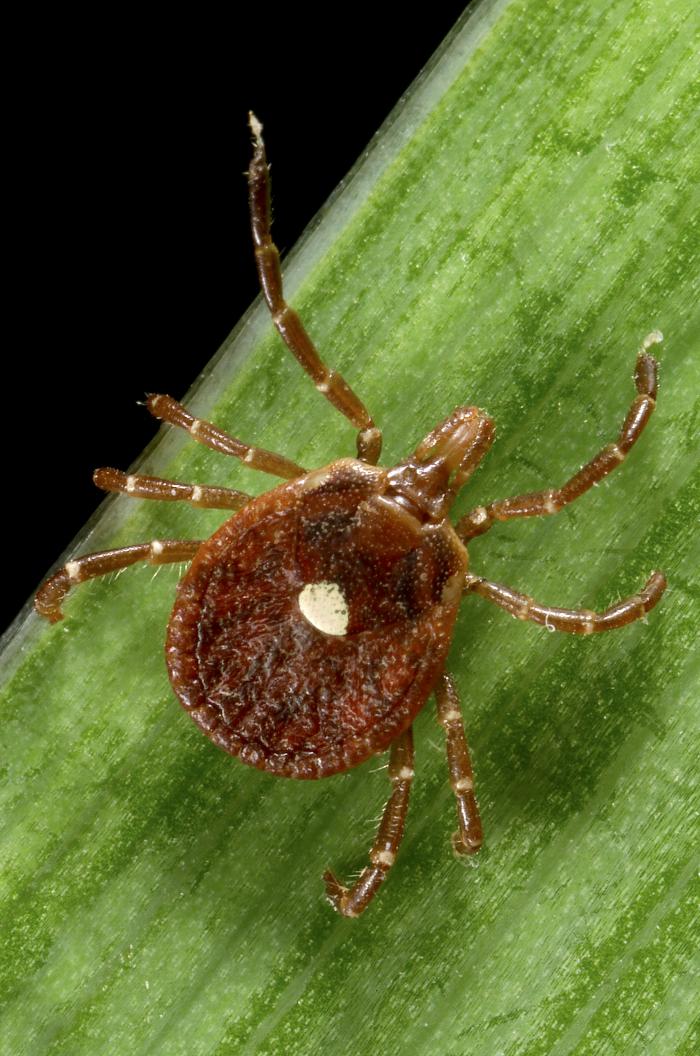 A picture of an adult female lone star tick. 