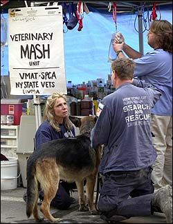 Veterinary first responders in New York after September 11