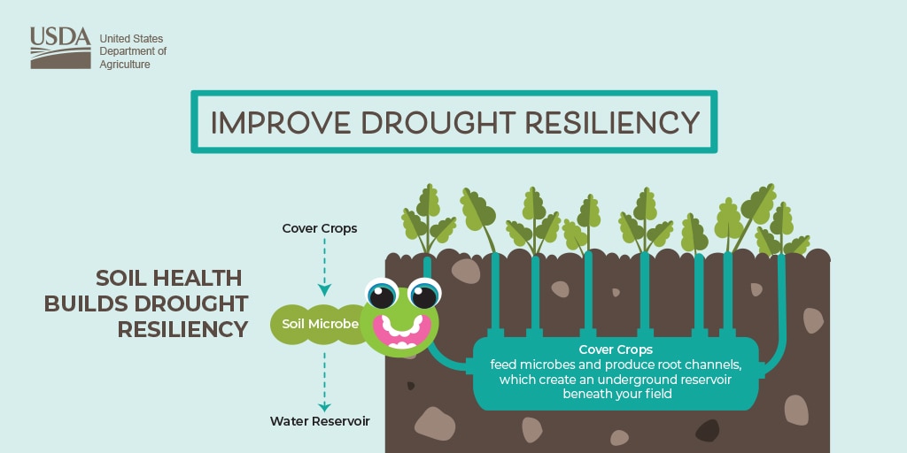 Graphic depiction of soil health building drought resiliency