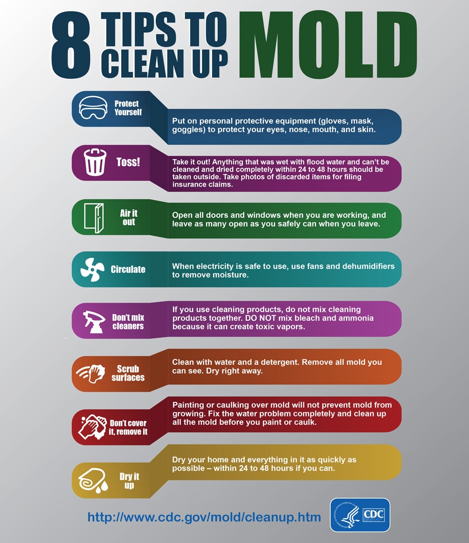 8 tips to clean up mold infographic