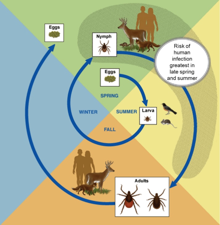 Life Cycle and Hosts graphic