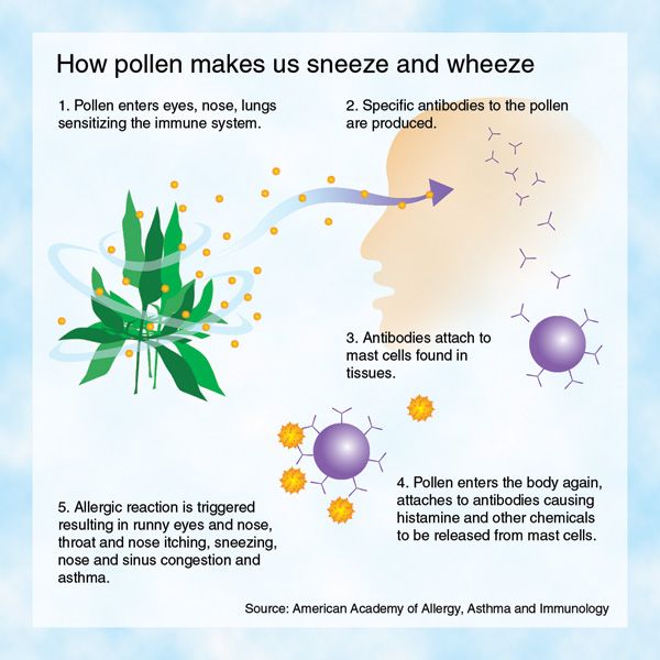How Pollen Makes us Sneeze and Wheeze graphic