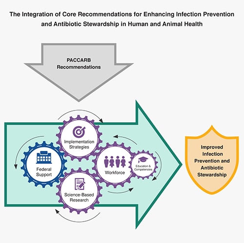 Infographic for P A C C A R B Report “Key Strategies to Enhance Infection Prevention and Antibiotic Stewardship: Report with Recommendations for Human and Animal Health.”