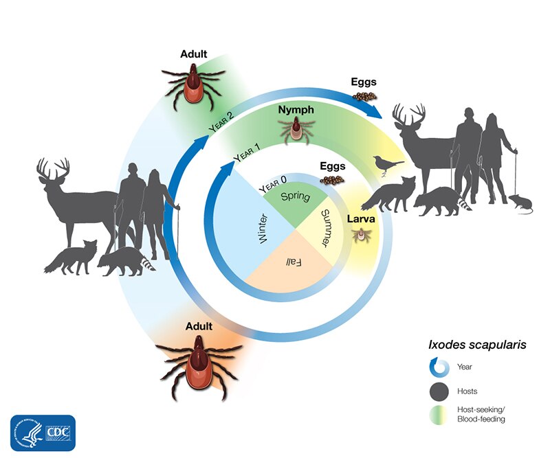 The life cycle of the blacklegged tick